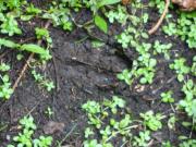 Tierspuren suchen mit der Wildnisschule "Dachspfad"