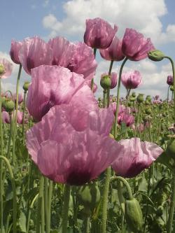 Mohnblumenfeld bei Callenberg