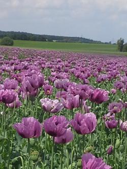 Mohnblumenfeld bei Callenberg