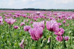 Mohnblumenfeld bei Callenberg