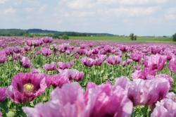 Mohnblumenfeld bei Callenberg