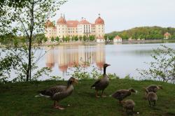 Schloss Moritzburg