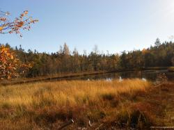 Blick auf das Hochmoor