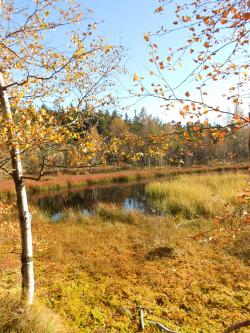 Blick auf das Hochmoor