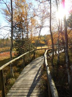 Holzsteg entlang des Hochmoors